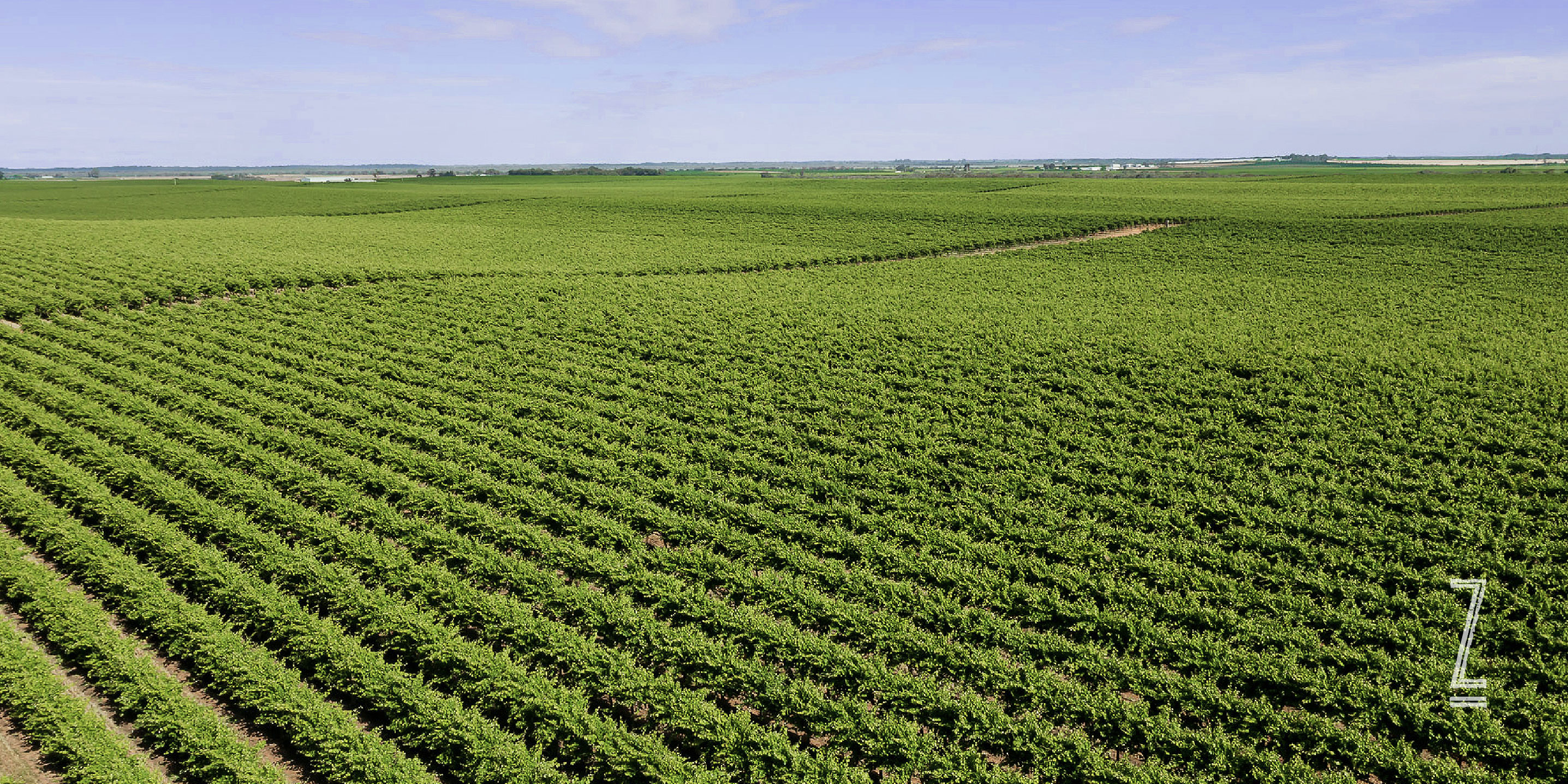 Aerial shot of vines